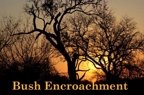 Bush Encroachment &ndash; changes, causes, consequences and cures