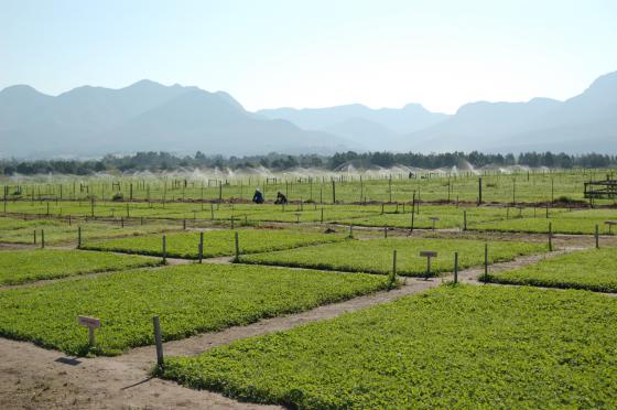 Southern African Pasture Science in the 21st Century