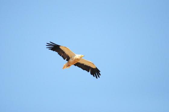 Significant Population of Egyptian Vultures Discovered
