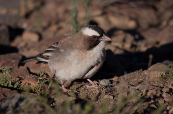 Call for Papers: Hot Birds- Birds of the African Arid Zones