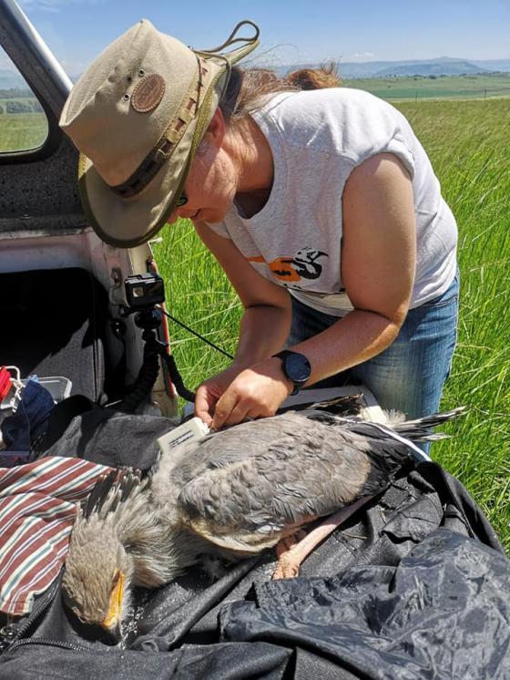 Unlocking dispersal mysteries of SA&rsquo;s juvenile Secretarybirds