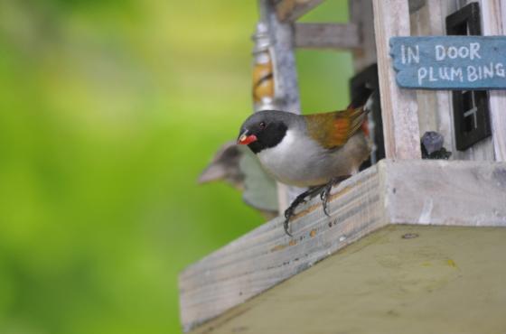 Special Issue Announcement ahead of PAOC 2020