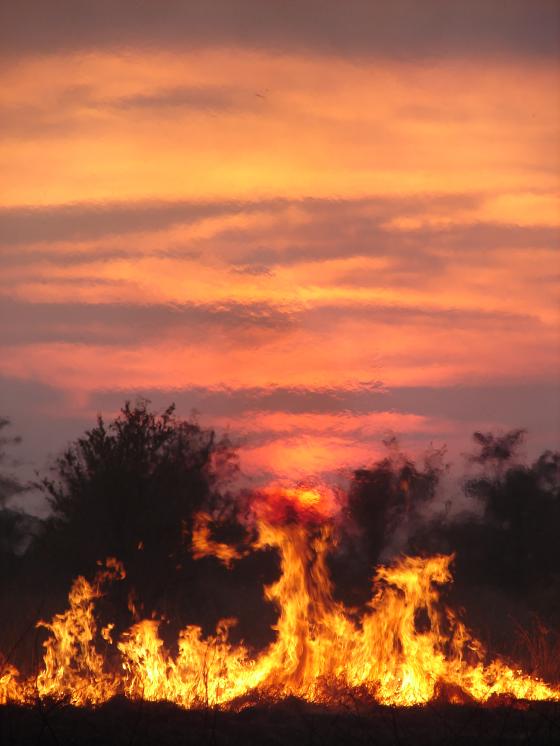 African Journal of Range & Forage Science: Call for Papers