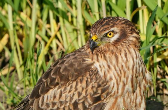 Call for papers: Special issue on African-European birds