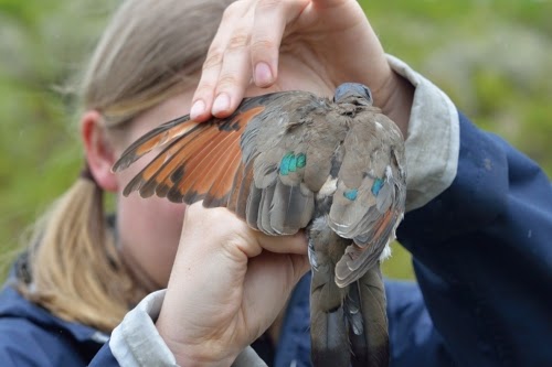 Special Issue on Avian Moult - Ostrich: Journal of African Ornithology