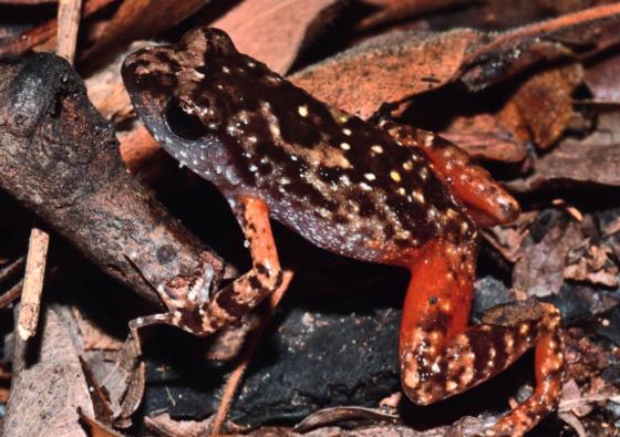 Rediscovery of &ldquo;extinct&rdquo; frog in Zimbabwe