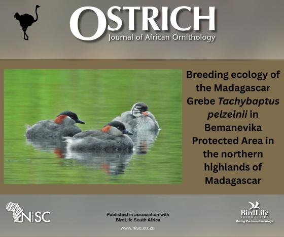 Breeding Ecology of the Madagascar Grebe Tachybaptus pelzelnii