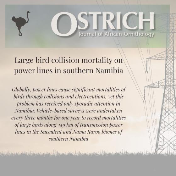 Power Lines Pose Deadly Threat to Namibia&rsquo;s Large Birds